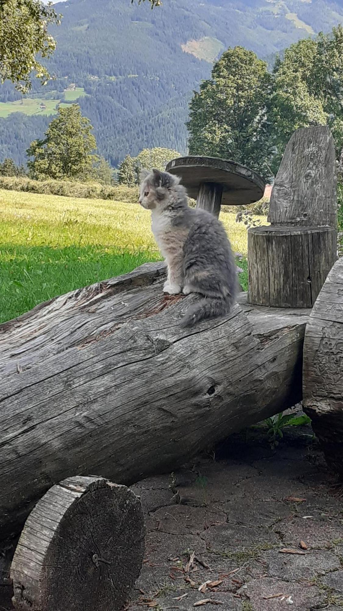 Pension Trillerhof Ramsau am Dachstein Bagian luar foto