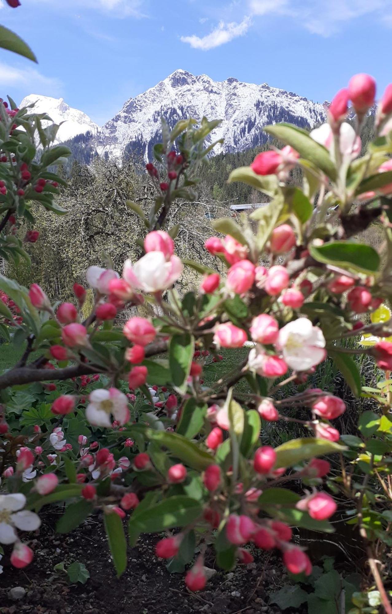 Pension Trillerhof Ramsau am Dachstein Bagian luar foto
